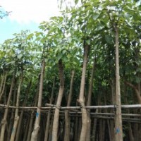 出售5-18公分光棍、骨架紅花風鈴木