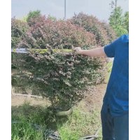 供應80-150冠紅花繼木球