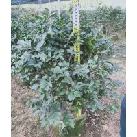 供應80-120冠茶梅球袋苗假植苗