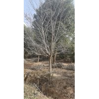 苗圃大量?jī)?yōu)勢(shì)供應(yīng)10-30高低分支的，早櫻花！