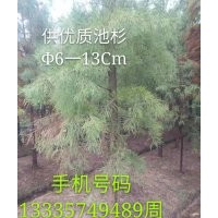 供應優(yōu)質(zhì)池杉6-13公分