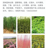 大葉黃楊，連翹，丁香，金葉女貞，小葉黃楊，金葉榆，北美海棠