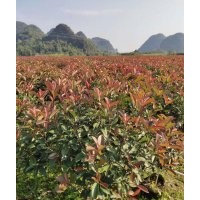 紅葉石楠