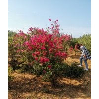 紫薇，百日紅