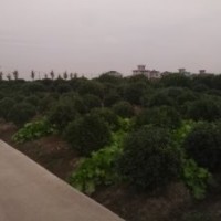 浙江蕭山海桐球黃楊球農(nóng)民自種，誠信出售