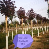 秋紫白蠟