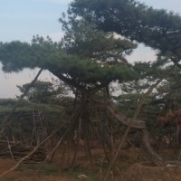 造型松 造型油松