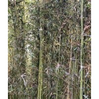 早園竹高2-4.5米北京大苗圃基地購樹木市排價