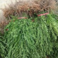 地徑2～3公分的紅豆杉100萬(wàn)株，價(jià)格非常便宜