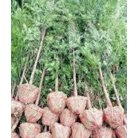 地徑2～3公分的紅豆杉100萬株，價(jià)格非常便宜