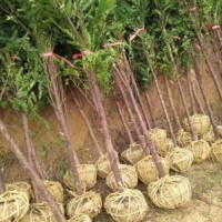 地徑4～6公分的紅豆杉，80萬株