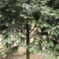 米徑7～20公分的紅豆杉假植苗和靜精品盆景假植苗