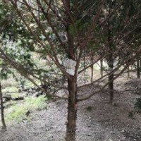 米徑7～20公分的紅豆杉假植苗和靜精品盆景假植苗