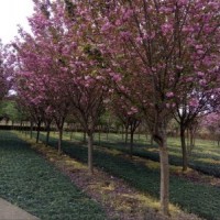 供應四川成都櫻花日本晚櫻 早櫻 基地批發(fā)價格