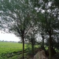 供應四川成都合歡 基地批發(fā)價格