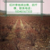 紅葉李地球