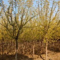 金葉復(fù)葉槭胸徑8-15公分北京大苗圃基地購樹木市排價(jià)