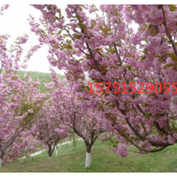 江蘇低價(jià)供應(yīng) 哪里有櫻花樹 低價(jià)供應(yīng)