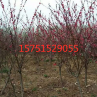 紅葉碧桃低價(jià)供應(yīng) 2019紅葉碧桃批發(fā)