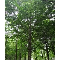 常年供應(yīng)：1-60公分銀杏實(shí)生樹嫁接樹
