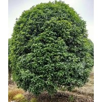協(xié)燦苗木供應(yīng)精品染井吉野櫻花羽毛楓桂花紅梅紅楓雞爪槭櫸樹叢生