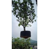 供應(yīng)200-350冠柚子樹袋苗假植苗