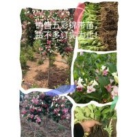 五彩錦帶