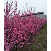 榆葉梅，叢生榆葉梅