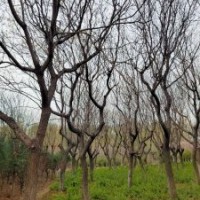 欒樹胸徑10-30公分北京大苗圃基地購樹木市排價(jià)