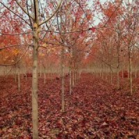 美國紅楓胸徑5-20公分北京大苗圃基地購樹木市排價(jià)
