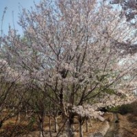 櫻花地徑6-25公分北京大苗圃基地購樹木市排價(jià)