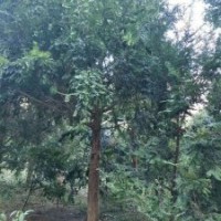 米徑15～20公分的紅豆杉5萬株，樹形漂亮，價(jià)格非常便宜！