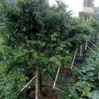 米徑7～20公分的紅豆杉假植苗和靜精品盆景假植苗