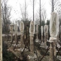 供應(yīng)四川成都法國梧桐 基地批發(fā)價格