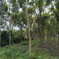 供應四川成都獨桿欒樹 叢生欒樹 基地批發(fā)價格