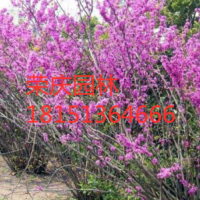 江蘇叢生紫荊價格 叢生紫荊低價批發(fā)