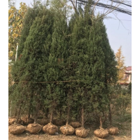 刺柏哪里有貨源？