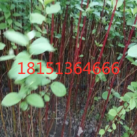 江蘇哪里有紅瑞木 低價供應 2020紅瑞木價格