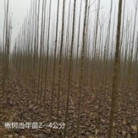 楸樹