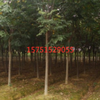 欒樹(shù)哪里有貨源 ？沭陽(yáng)欒樹(shù)貨源
