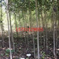 高桿女貞哪里有貨源？ 高桿女貞低價(jià)批發(fā)