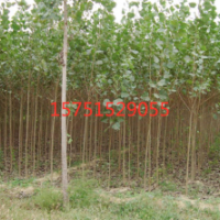 哪里有意楊樹苗貨源？ 2019低價(jià)供應(yīng)意楊樹苗貨源 苗圃直銷