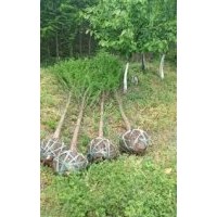 浙江7公分落羽杉批發(fā)，南通7公分落羽杉價(jià)錢，鹽城7公分落羽杉供