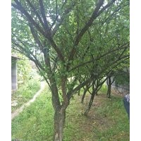 嵊州協(xié)燦苗木供羽毛楓八月桂櫻花海棠雞爪槭紅楓紅梅無(wú)患子