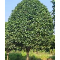 湖南桂花、八月桂、金桂、丹桂、月月桂、叢生桂花、精品桂花