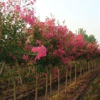 湖南祡薇、速生祡薇、小葉祡薇、紫葉紫薇、火箭紅紫薇、紅花祡薇