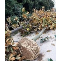 廣玉蘭產(chǎn)地1-25供應(yīng)大量供應(yīng)、15公分350元上車