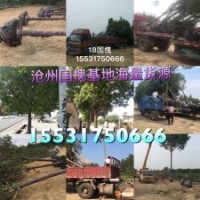 國槐