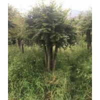 協(xié)燦苗木供羽毛楓紅楓櫸樹紅櫸雞爪槭無(wú)患子櫻花紅梅八月桂紅玉蘭