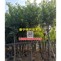 云南羊蹄甲袋苗 10公分12公分羊蹄甲袋苗產地供應商